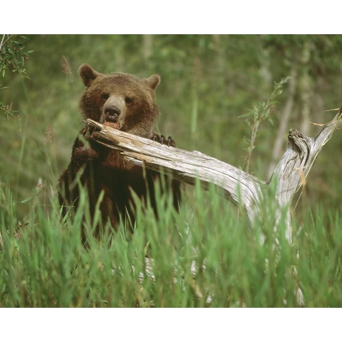 USA, Alaska Grizzly bear licks dead tree branch